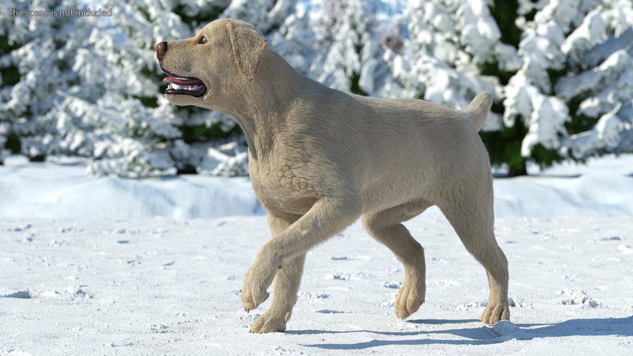 Labrador Dog White Rigged Fur 3D model