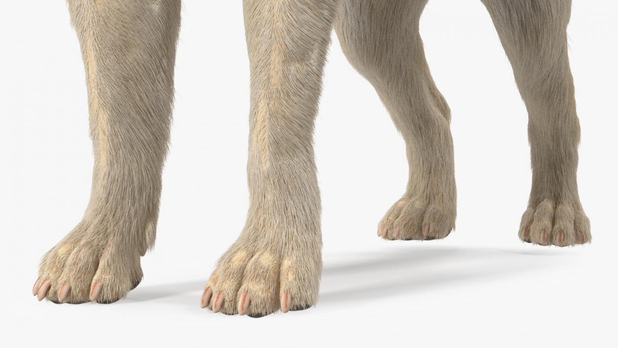 Labrador Dog White Rigged Fur 3D model