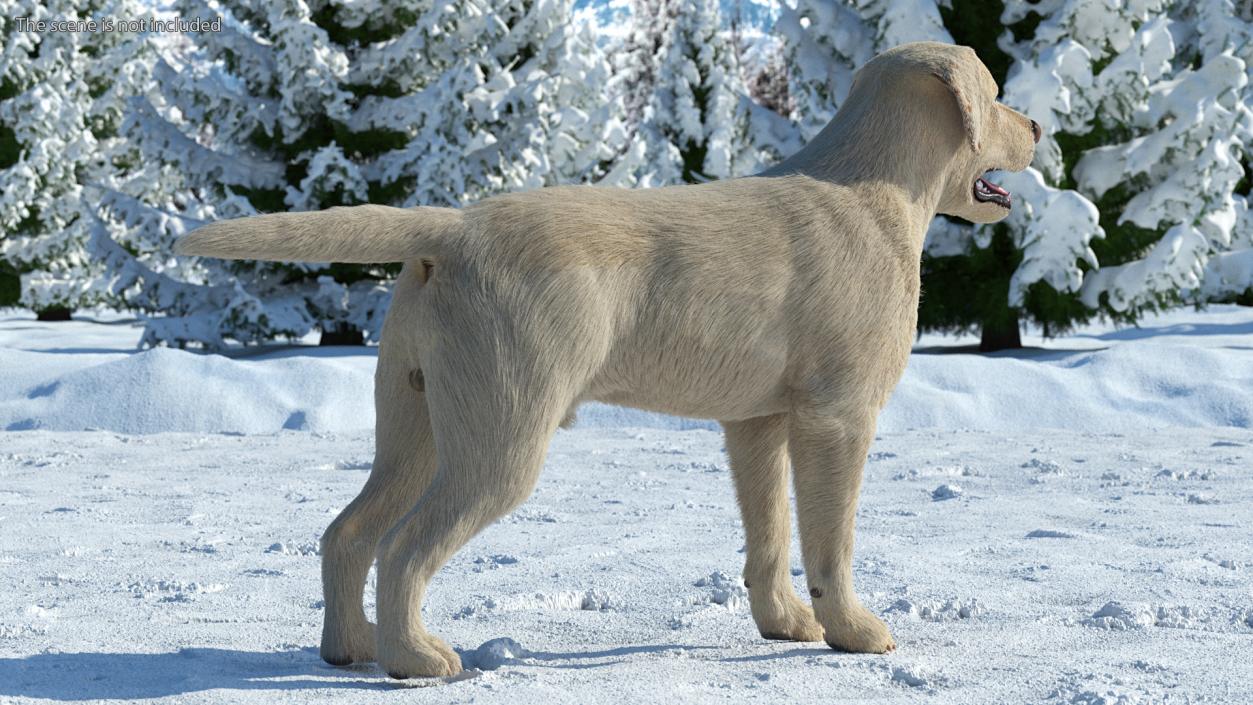 Labrador Dog White Rigged Fur 3D model