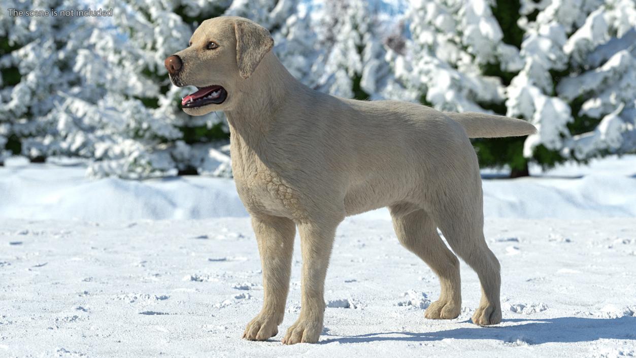 Labrador Dog White Rigged Fur 3D model