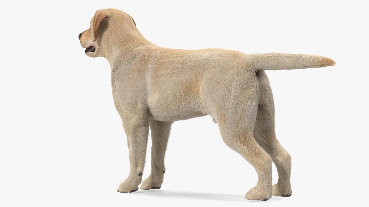 Labrador Dog White Rigged Fur 3D model