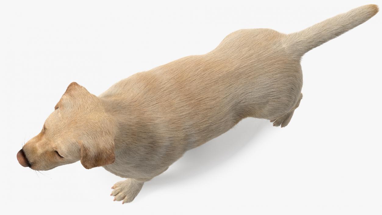 Labrador Dog White Rigged Fur 3D model