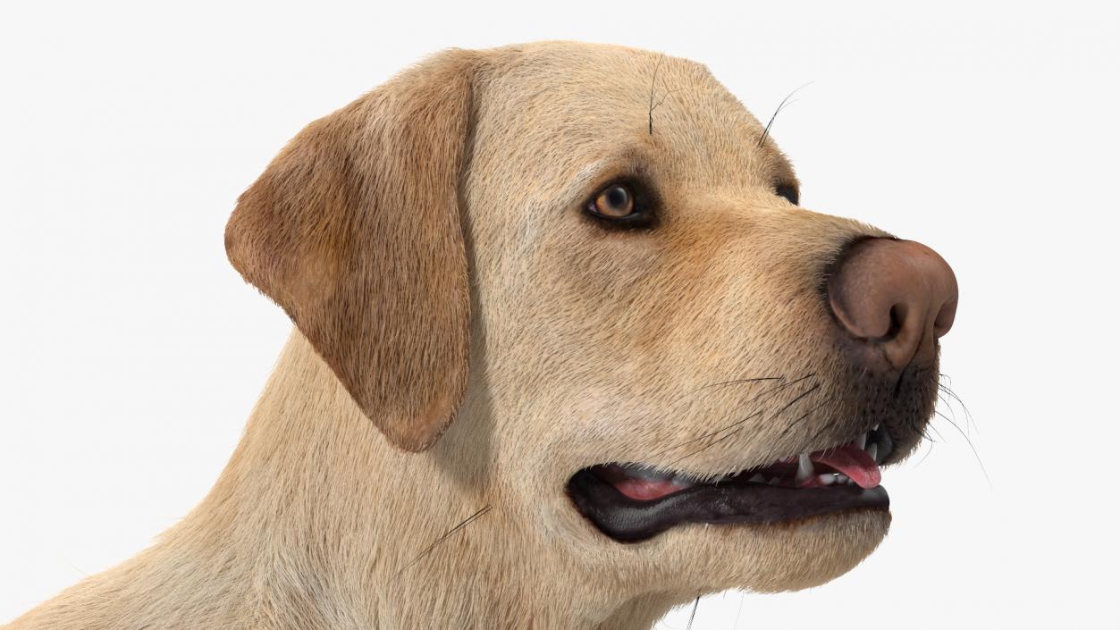 Labrador Dog White Rigged Fur 3D model