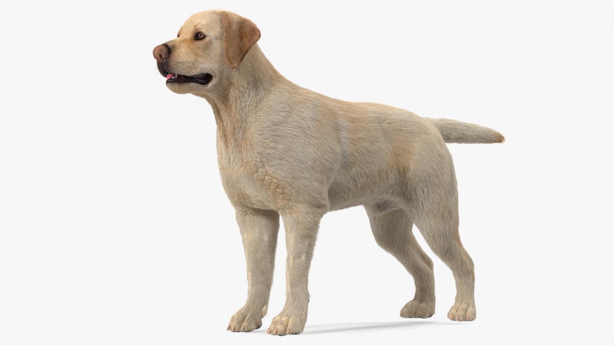 Labrador Dog White Rigged Fur 3D model