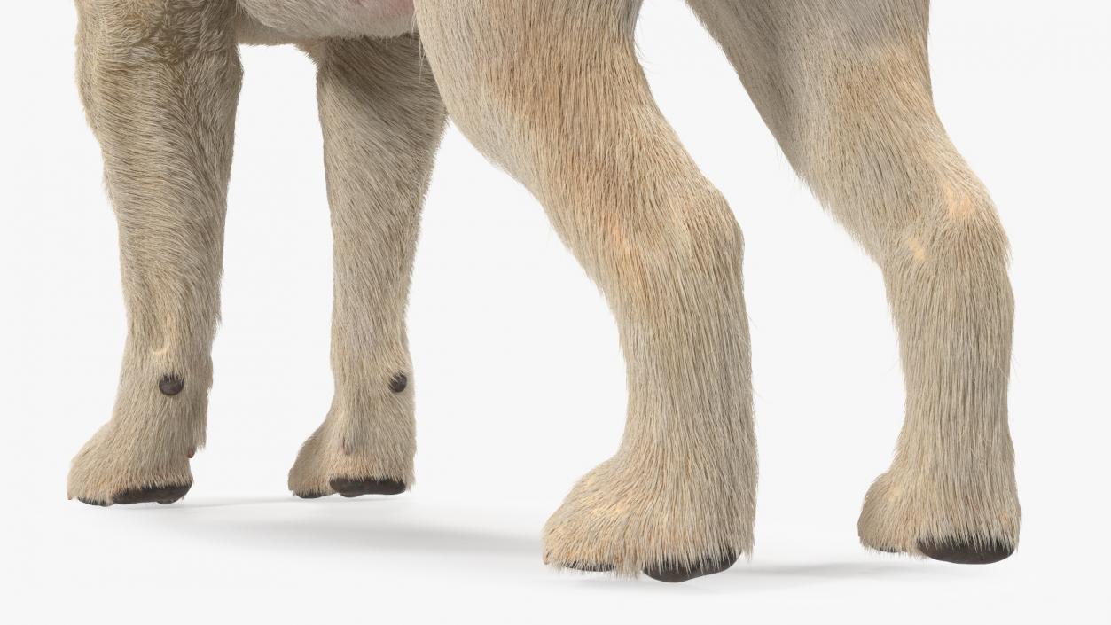 Labrador Dog White Rigged Fur 3D model