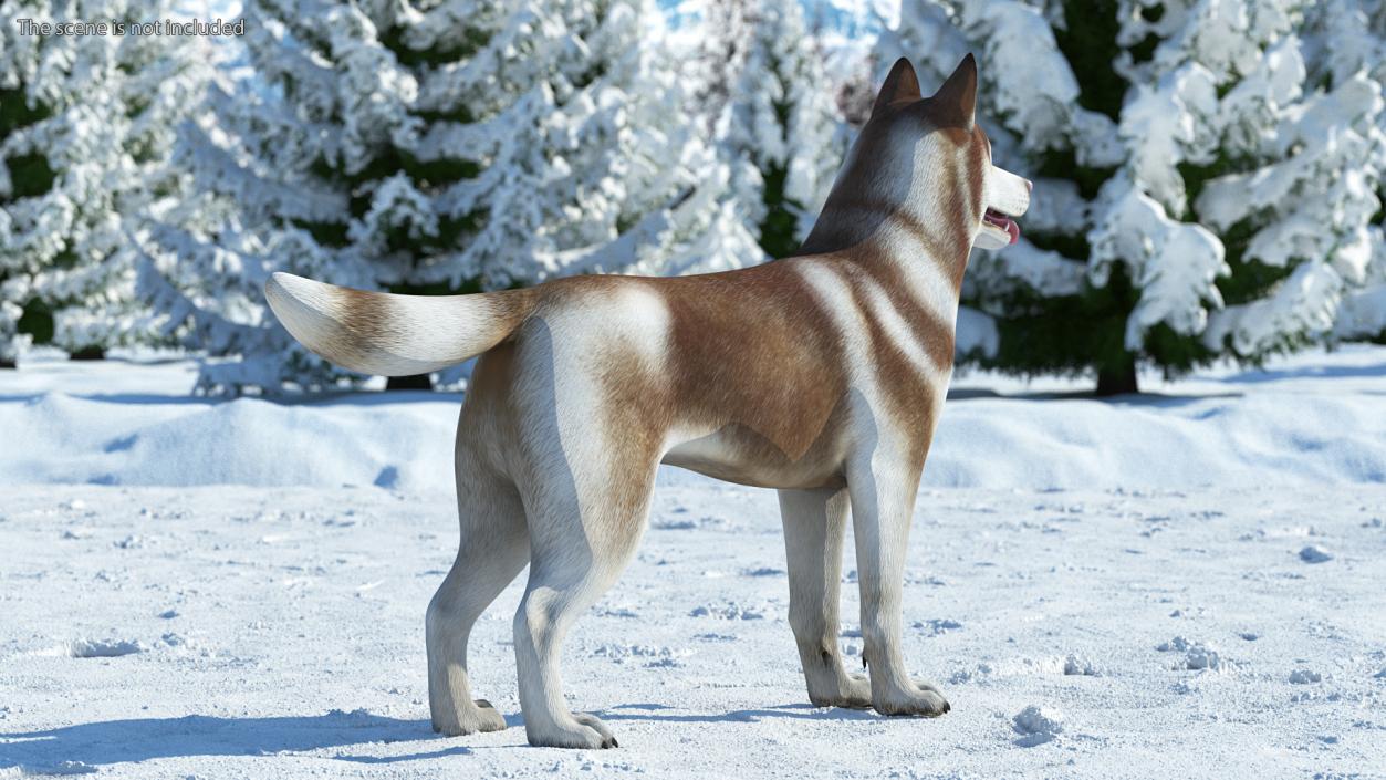 3D Husky Dog Copper and White Coat