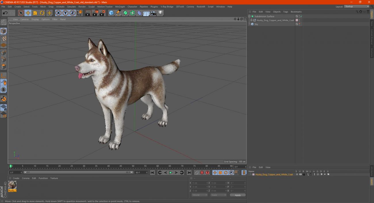 3D Husky Dog Copper and White Coat