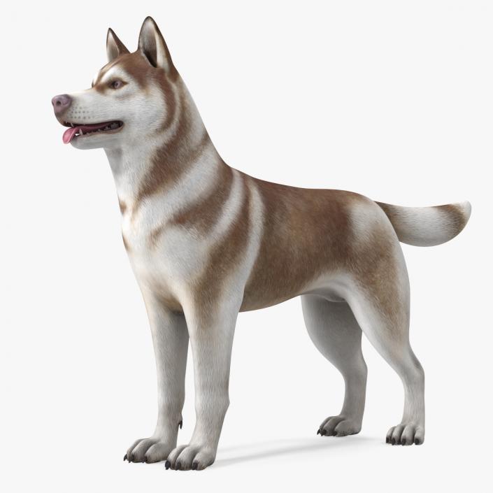 3D Husky Dog Copper and White Coat