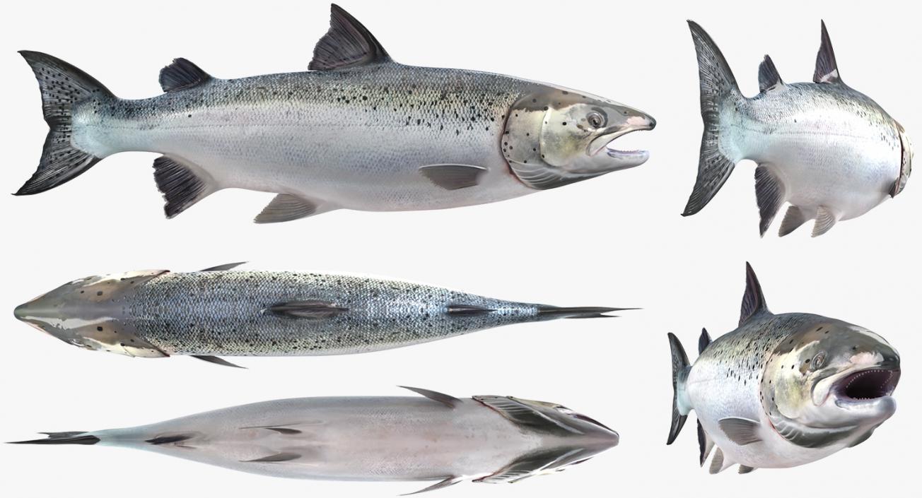 Salmons  Collection 3D model