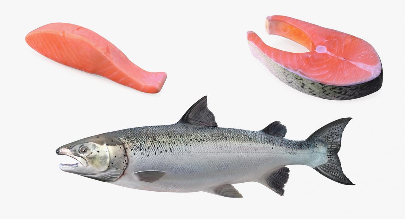 Salmons  Collection 3D model