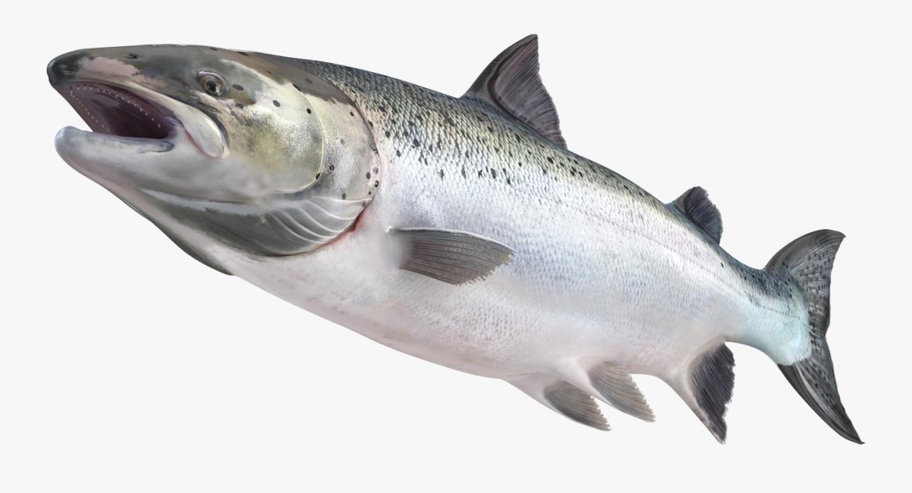 Salmons  Collection 3D model