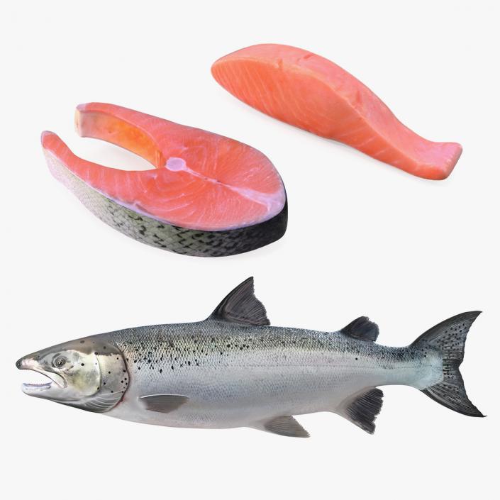 Salmons  Collection 3D model