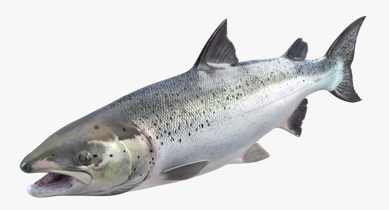 Salmons  Collection 3D model