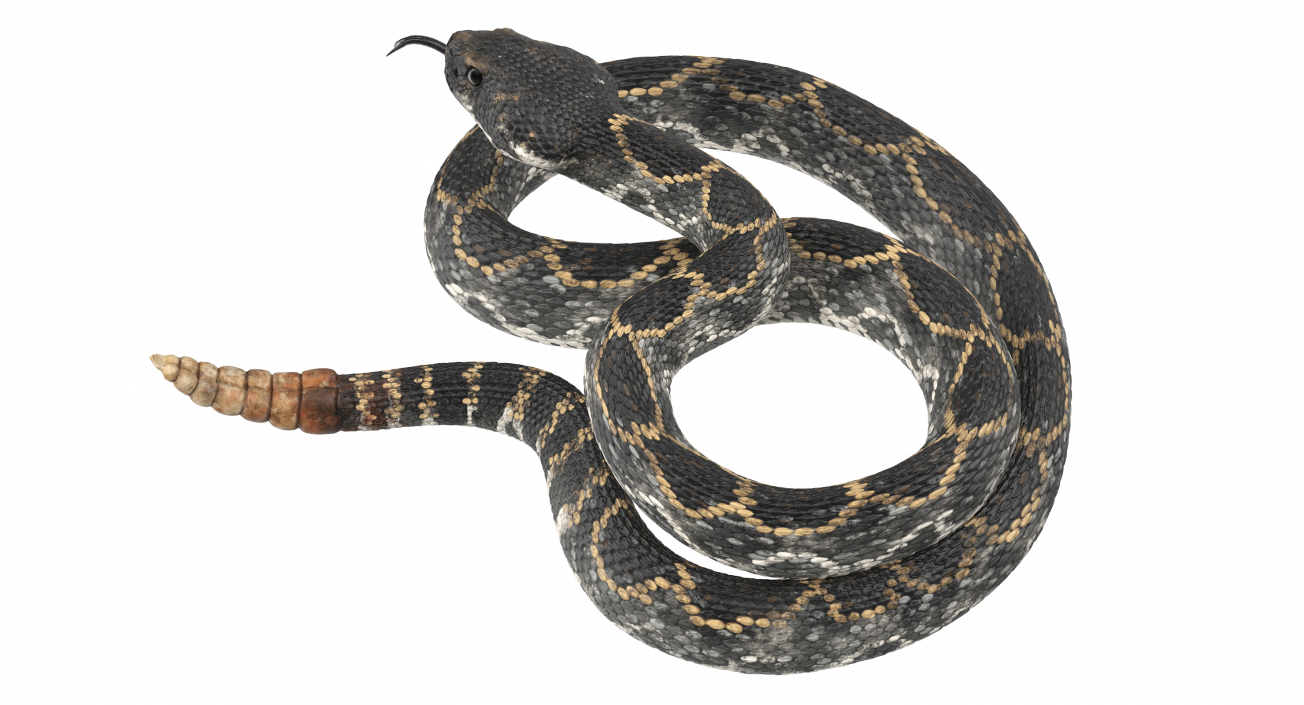 3D Dark Rattlesnake