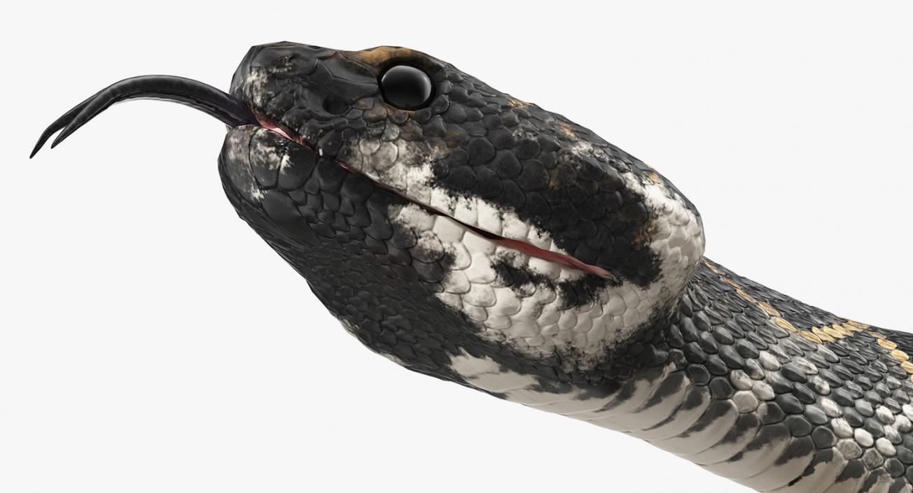 3D Dark Rattlesnake