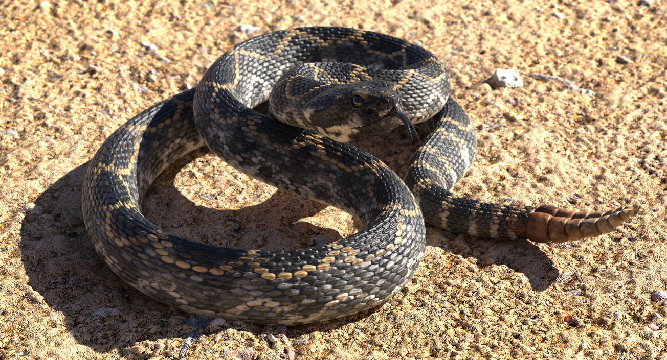 3D Dark Rattlesnake