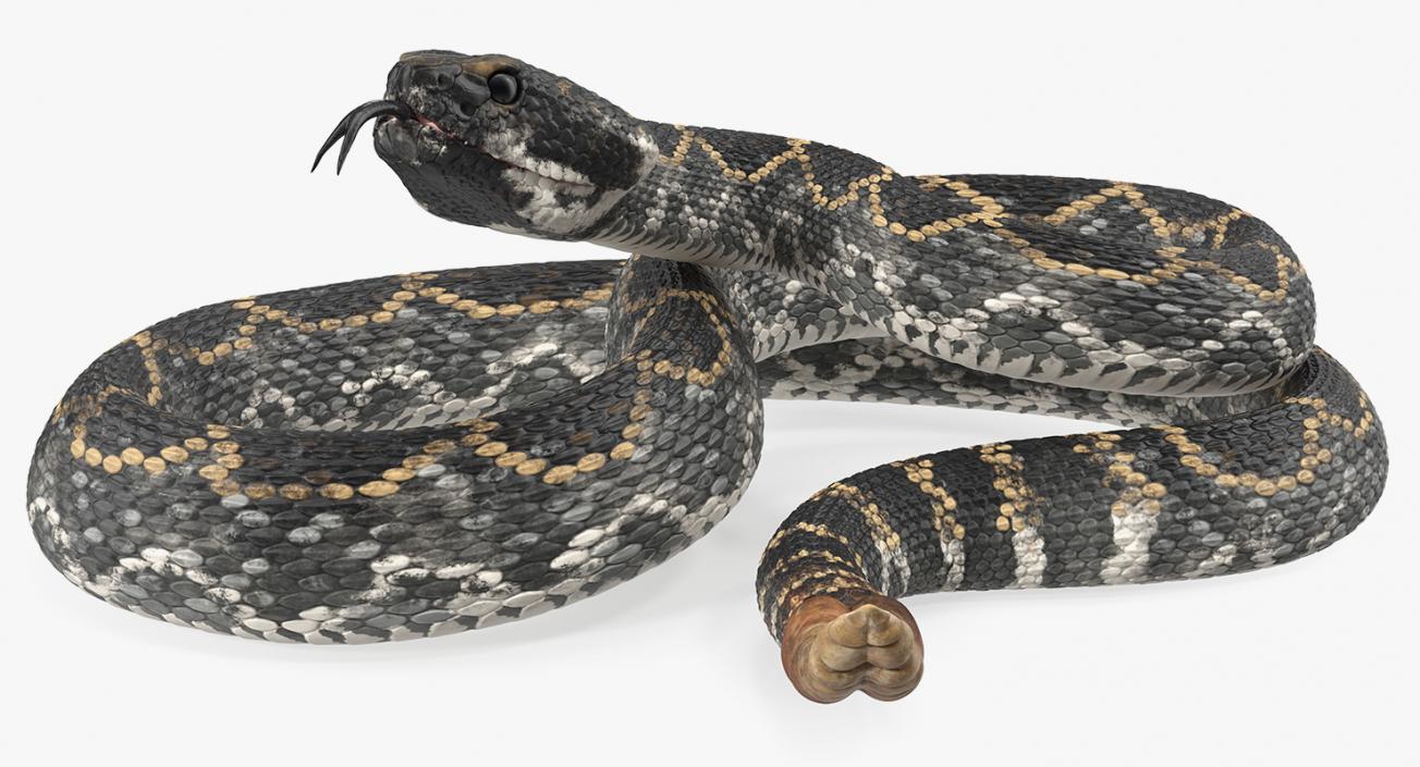 3D Dark Rattlesnake