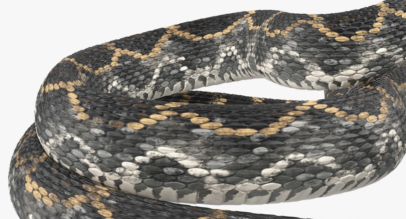 3D Dark Rattlesnake