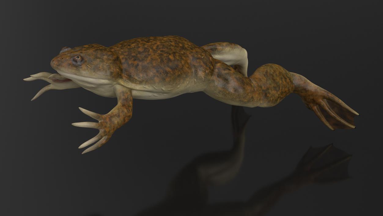 3D African Claw-toe Frog Jump Pose