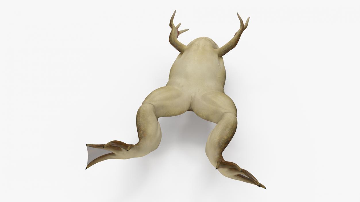 3D African Claw-toe Frog Jump Pose