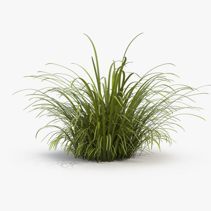 3D model Wild Tall Grass