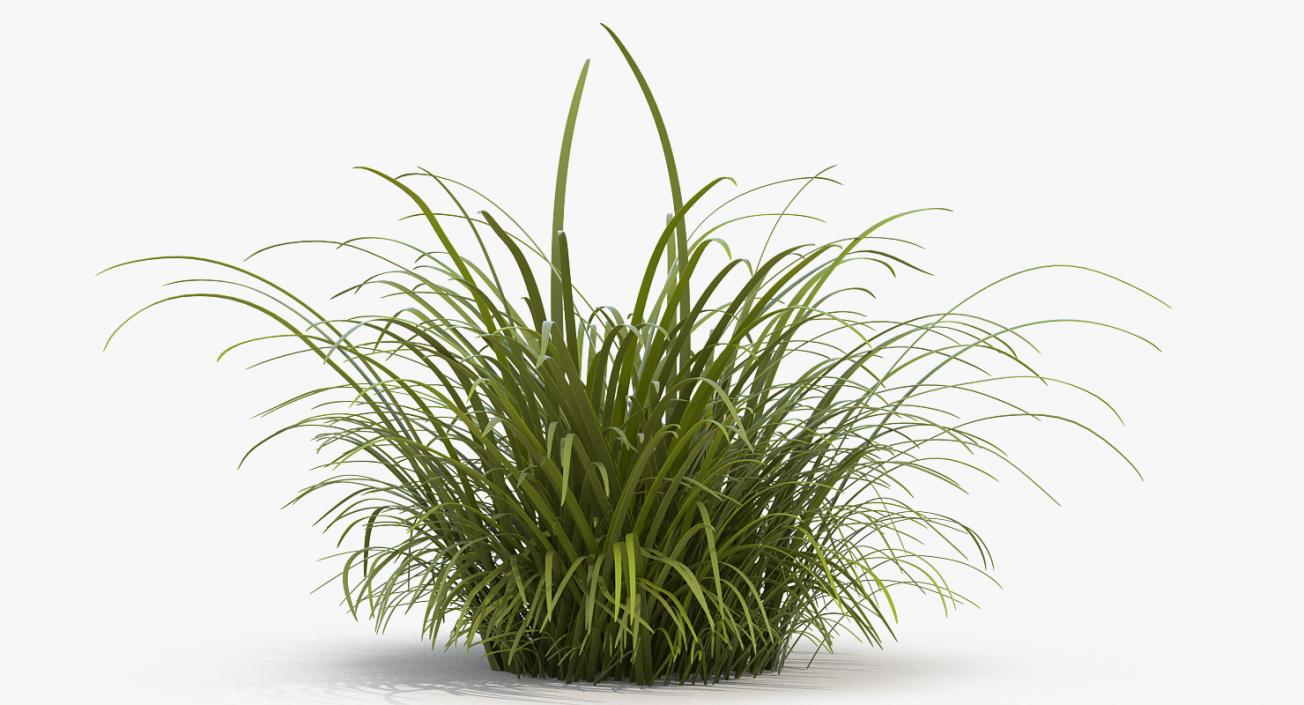 3D model Wild Tall Grass