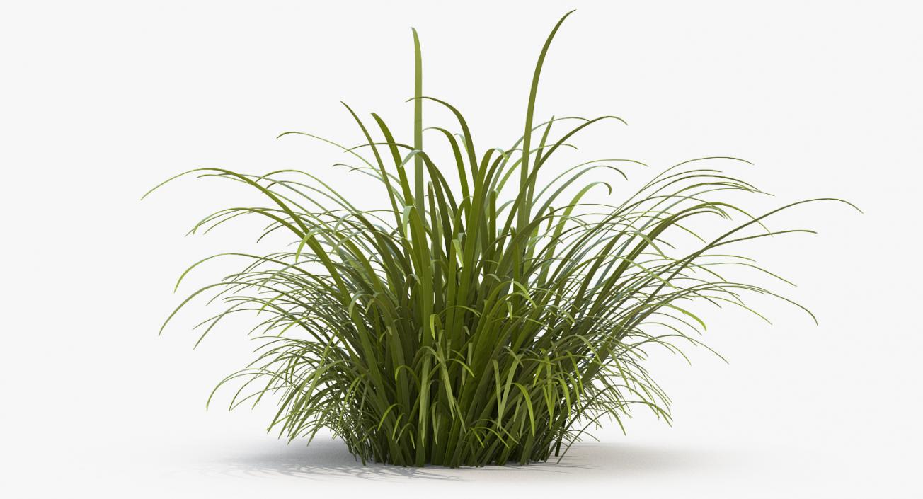 3D model Wild Tall Grass