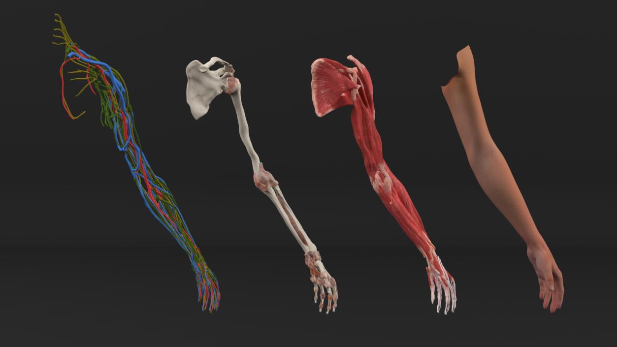 3D Arm Realistic Anatomy Female model