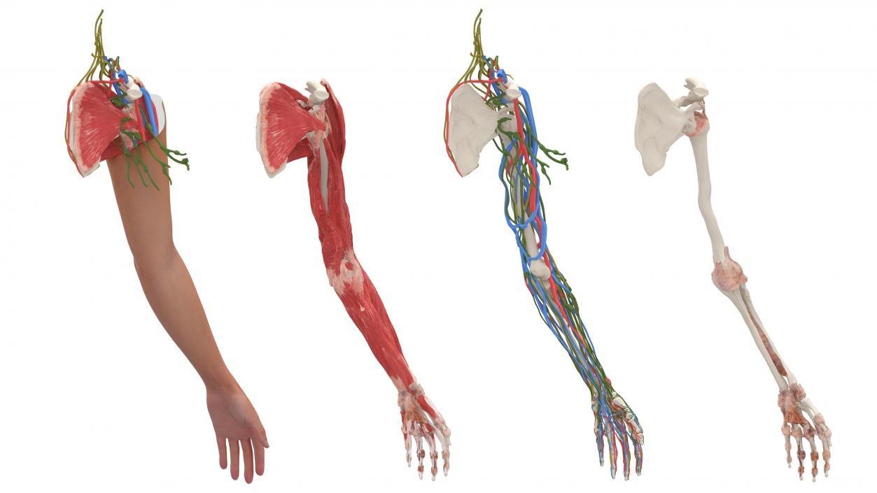 3D Arm Realistic Anatomy Female model