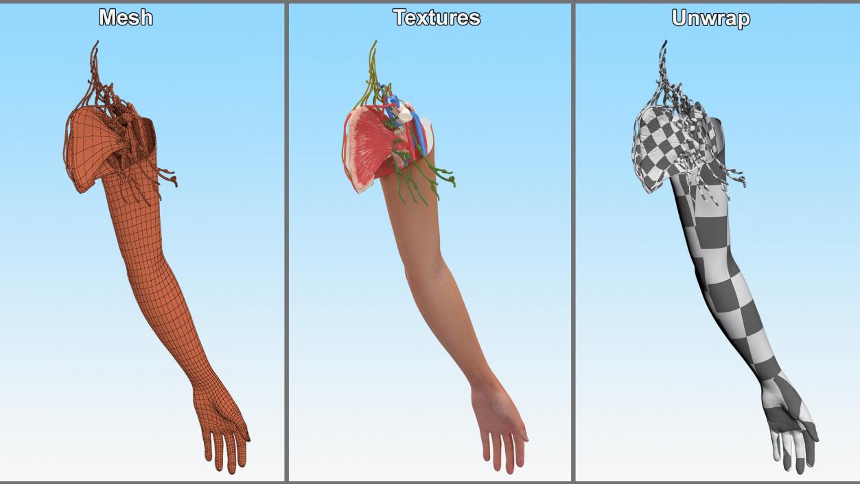 3D Arm Realistic Anatomy Female model