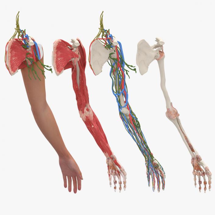 3D Arm Realistic Anatomy Female model