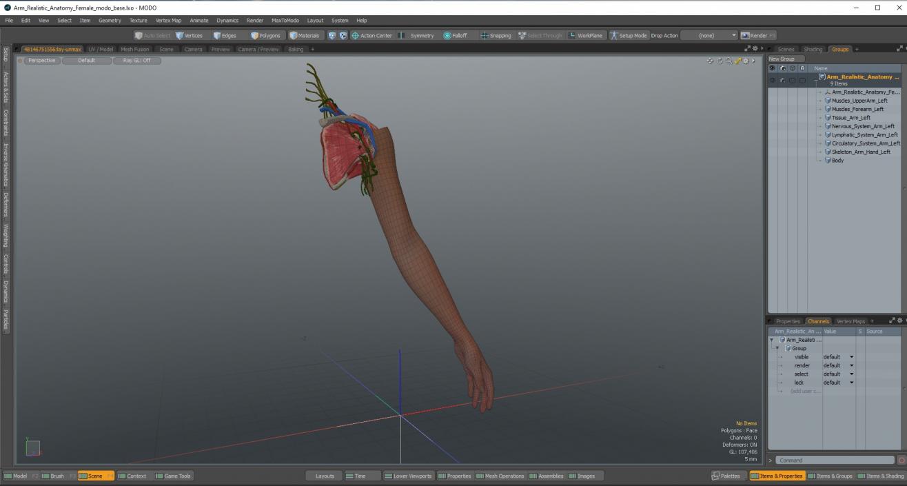 3D Arm Realistic Anatomy Female model