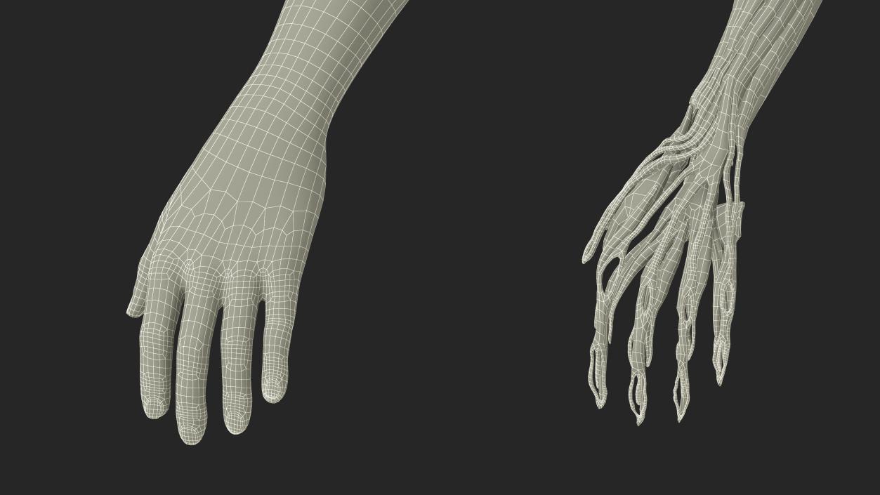 3D Arm Realistic Anatomy Female model