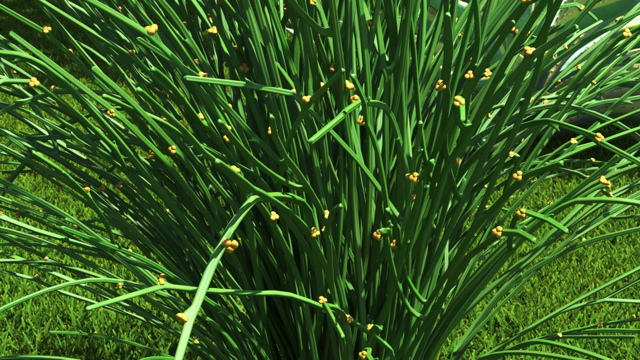 3D model Whisk Fern