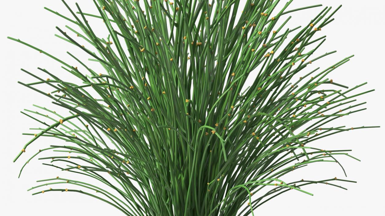 3D model Whisk Fern