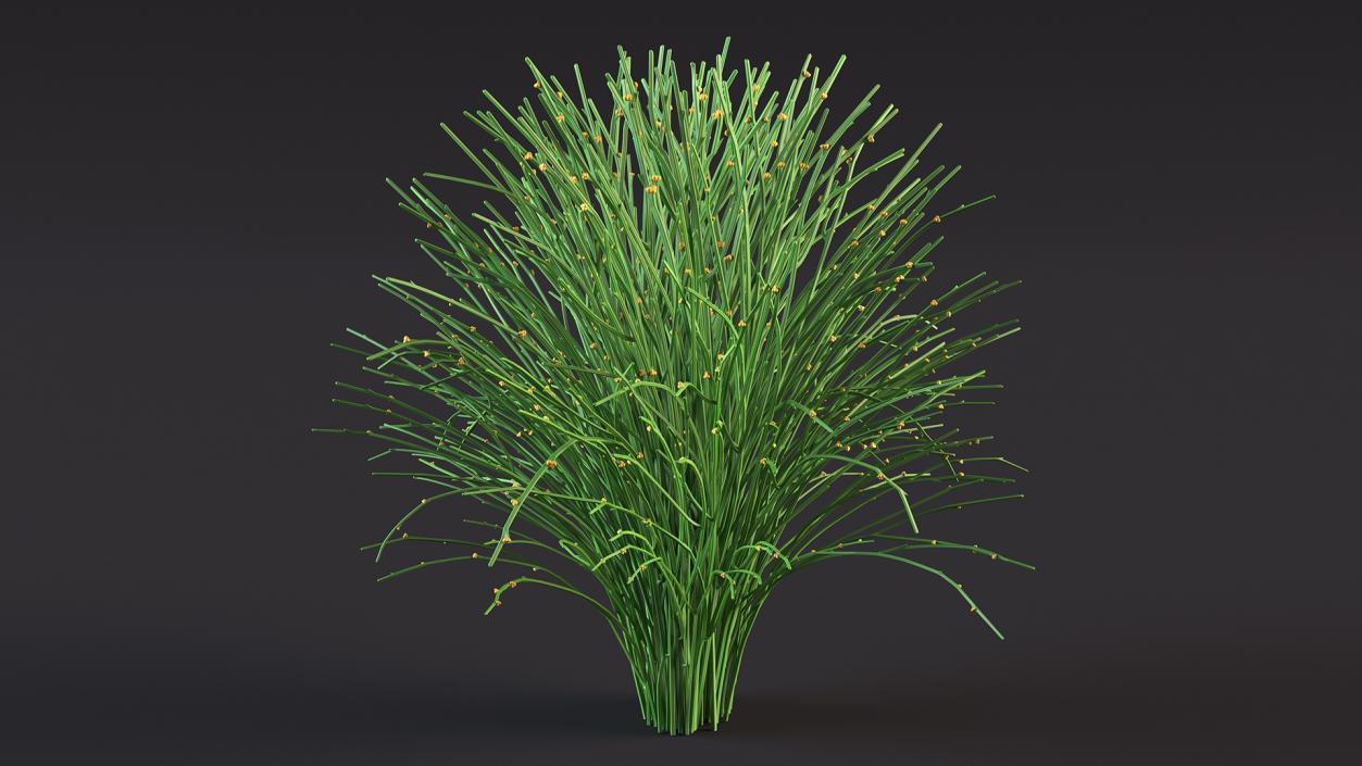 3D model Whisk Fern