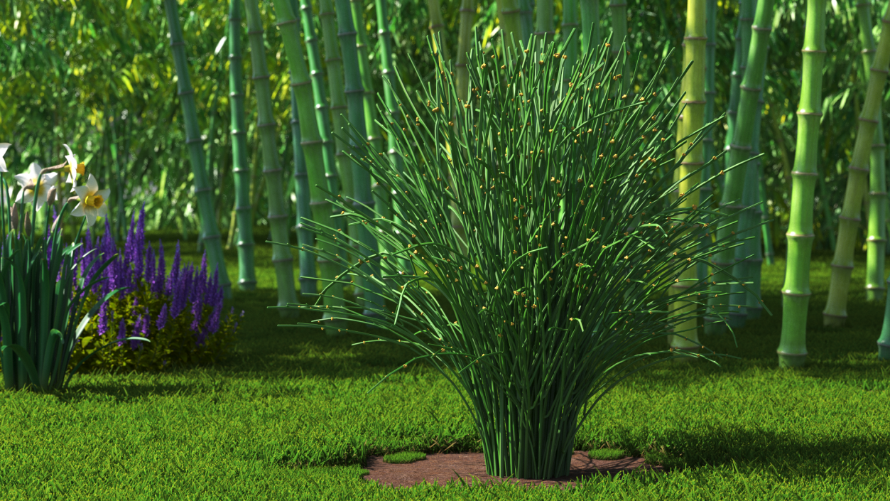 3D model Whisk Fern