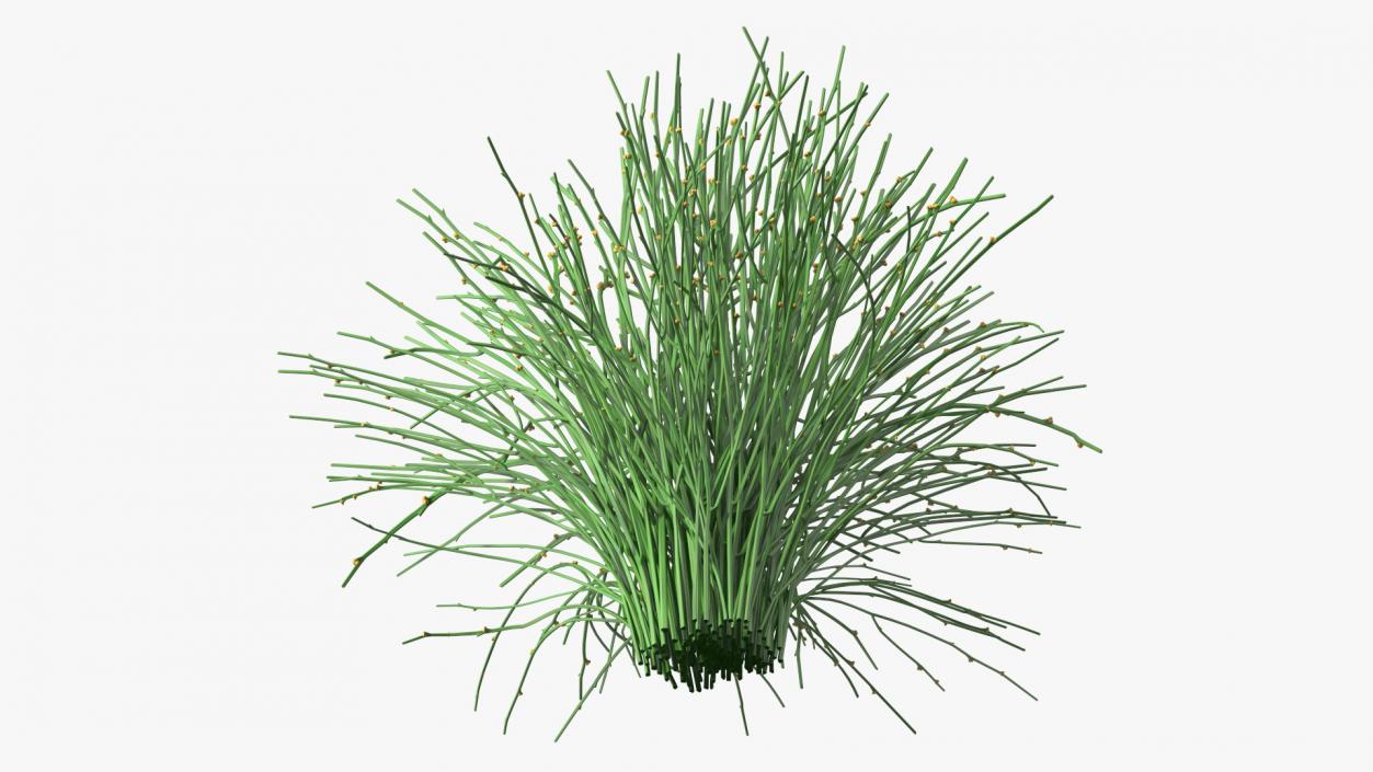 3D model Whisk Fern