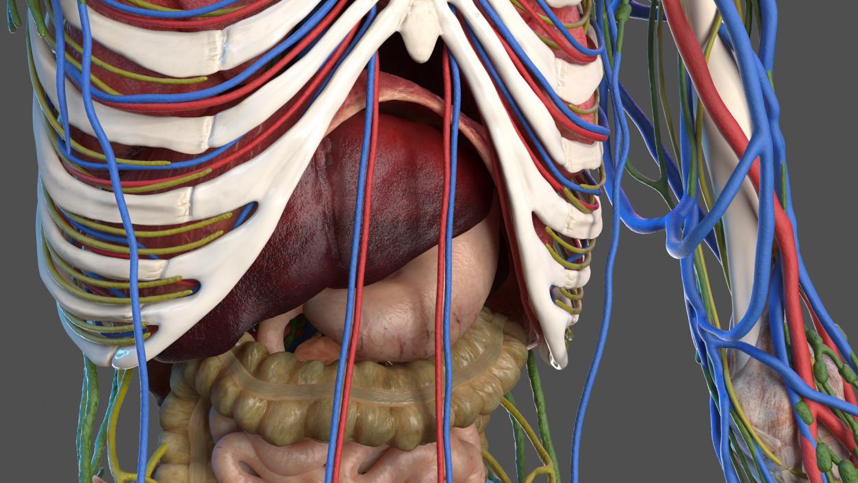 3D Male Skeleton Internal Organs Anatomy and Skin