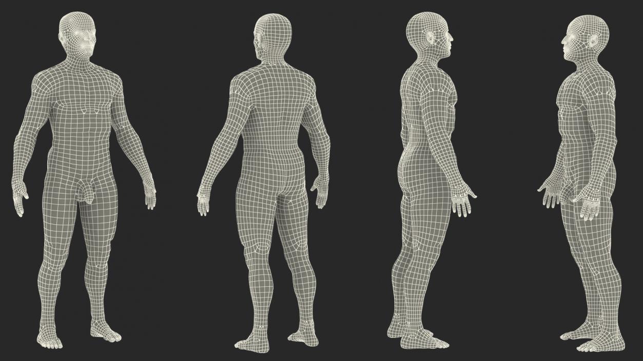 3D Male Skeleton Internal Organs Anatomy and Skin