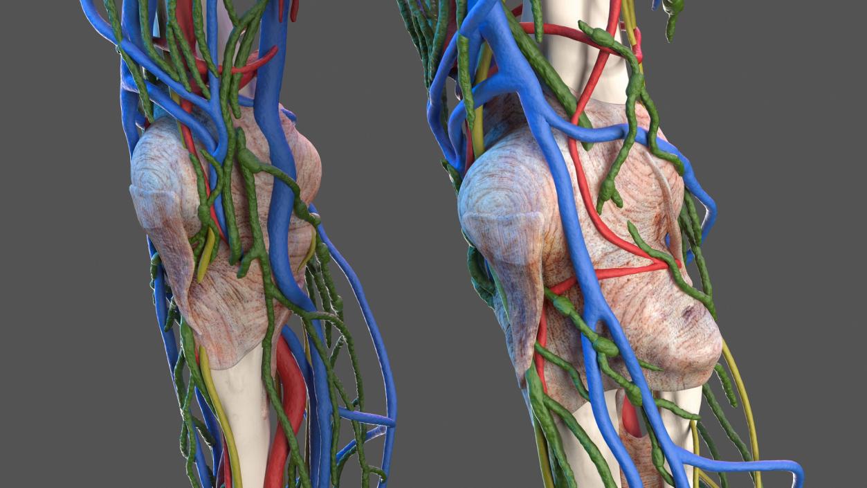 3D Male Skeleton Internal Organs Anatomy and Skin