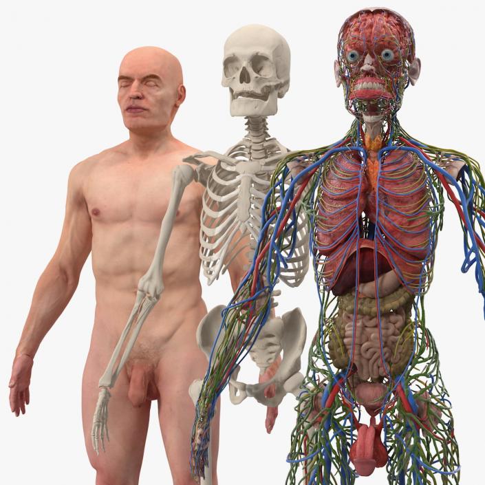 3D Male Skeleton Internal Organs Anatomy and Skin