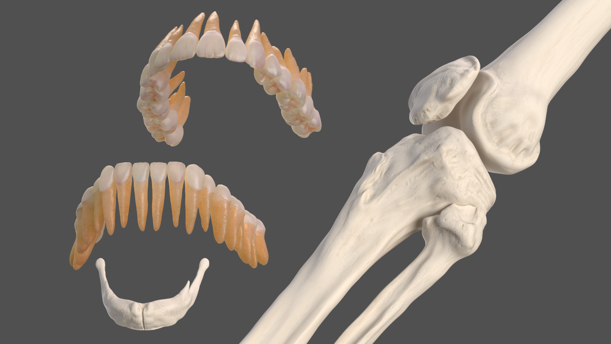 3D Male Skeleton Internal Organs Anatomy and Skin