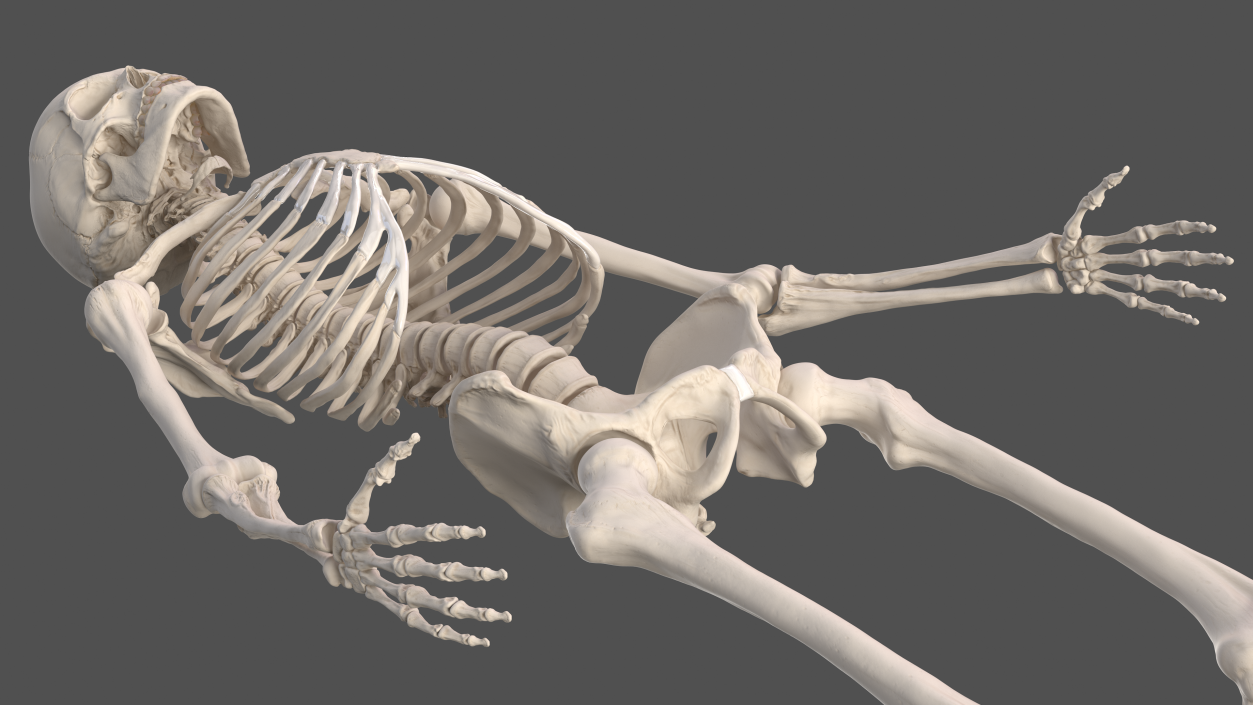 3D Male Skeleton Internal Organs Anatomy and Skin