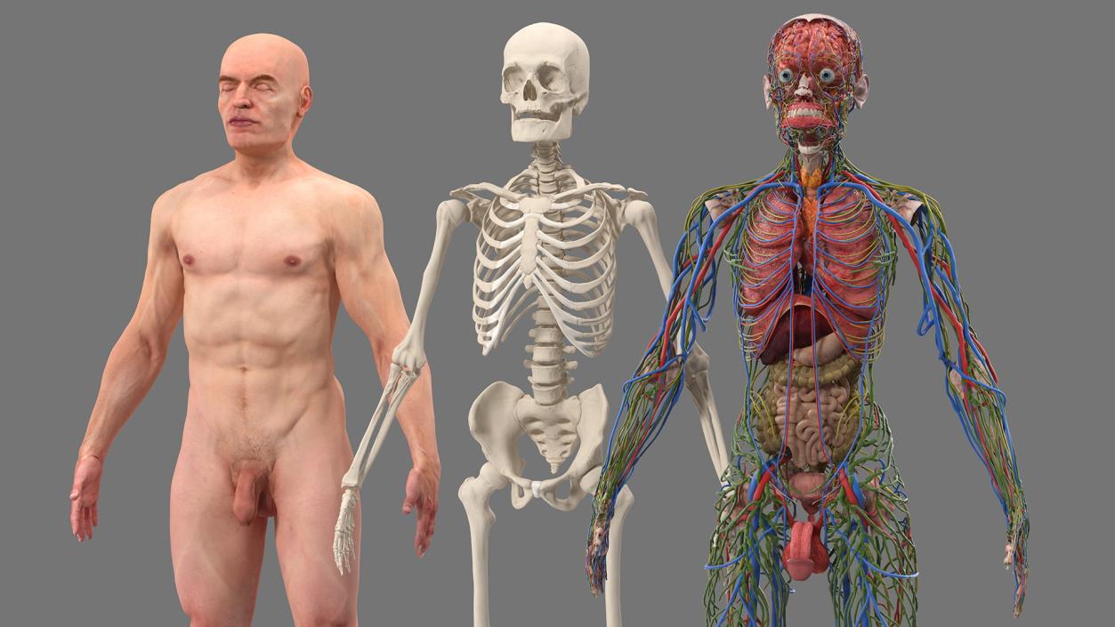 3D Male Skeleton Internal Organs Anatomy and Skin