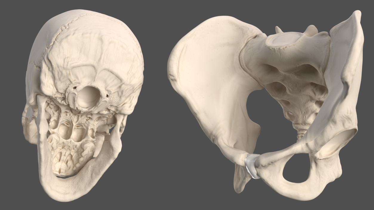 3D Male Skeleton Internal Organs Anatomy and Skin