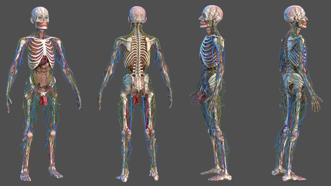 3D Male Skeleton Internal Organs Anatomy and Skin