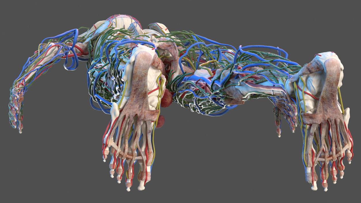 3D Male Skeleton Internal Organs Anatomy and Skin