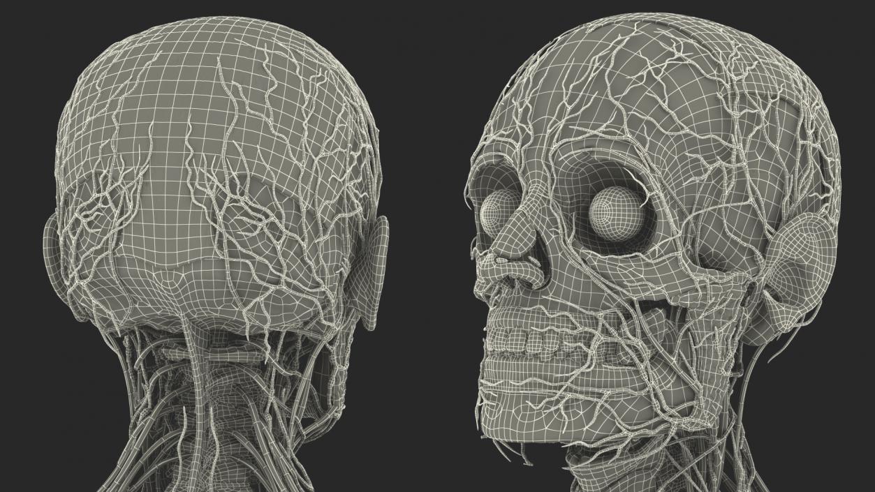 3D Male Skeleton Internal Organs Anatomy and Skin