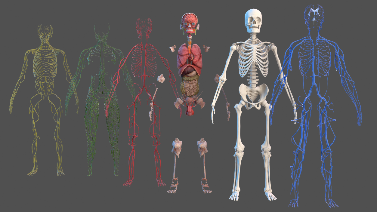 3D Male Skeleton Internal Organs Anatomy and Skin